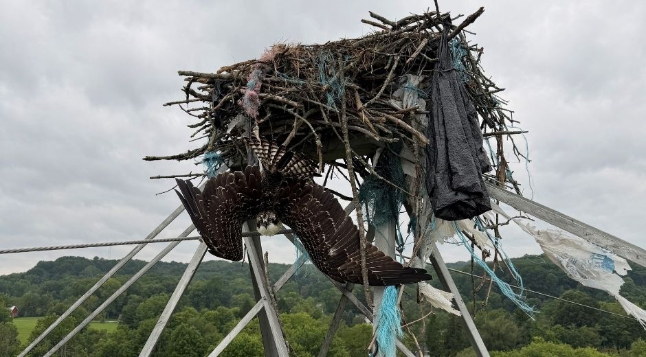 Osprey Nest OE - 1